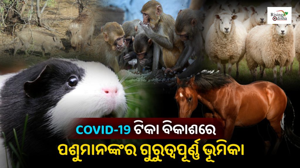 vaccine trial, vaccine trial on animals, covid 19 vaccine, vaccine development