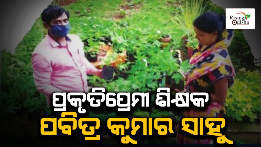 pabitra kumar sahu, teacher, g.udaygiri, kandhamal district, nursery trees, free distribution saplings, planting trees, natures lover, odisha, rising odisha