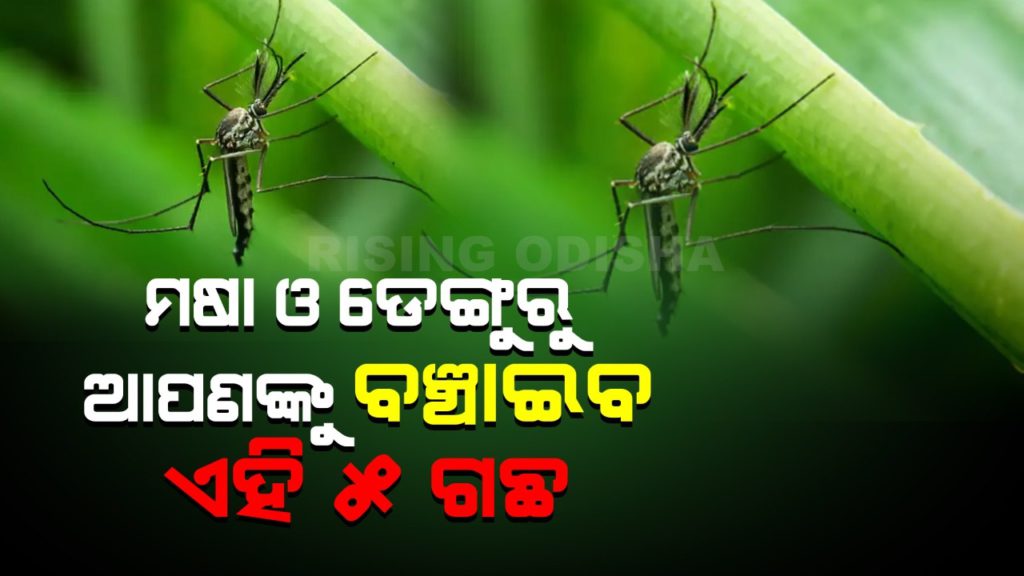 mosquito repellant, dengue and malaria, medicinal plants, mosquito repellant plants, rosemary, lavender, tulsi, marigold, lemon grass, rising odisha