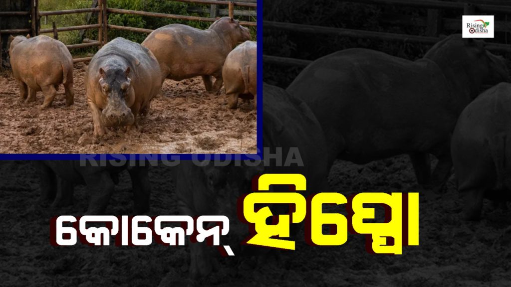 colombia, pablo excobar, drugs mafia, cocaine hippos, african hippopotamuses, rising odisha