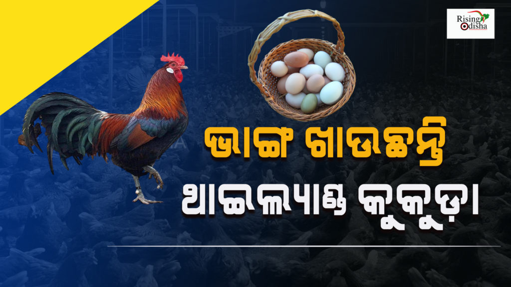 thailand, chicken farming, cannabis, thai farmers, odia blog, rising odisha