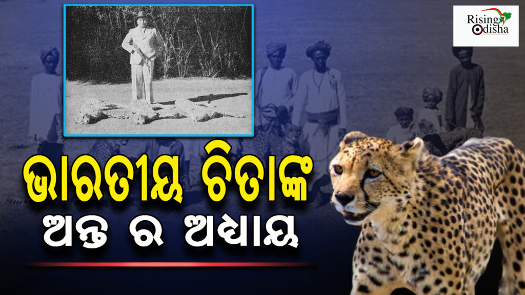 cheetah in madhya pradesh , cheetah in india, cheetah story in india,OdiaBlog, RisingOdisha
