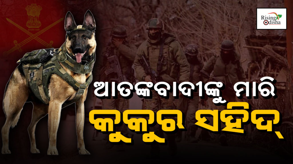 indian army dog zoom passes away, indian army dog zoom news, indian army dog zoom video, Odiablog, Risingodisha